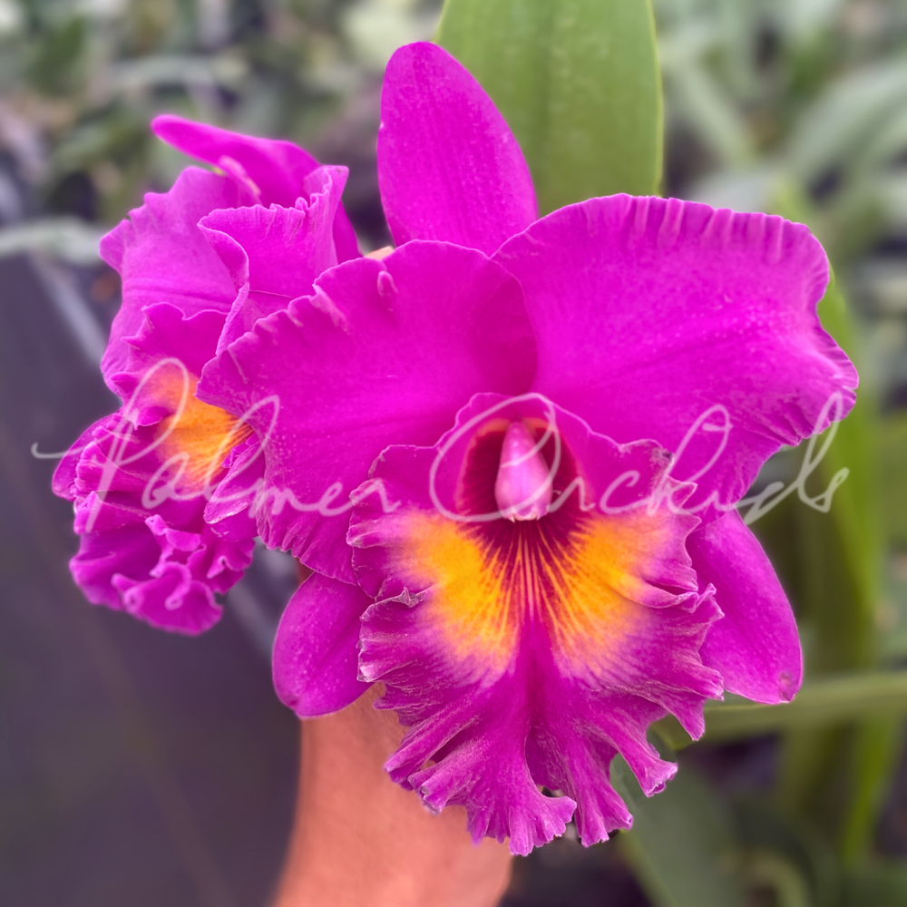 YUKI　バランサートナー・デイリーPD・RCクリーム　ブライタライブ Rlc. Yoko Kilbourne — Palmer Orchids